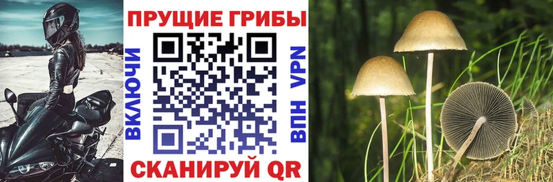 Купить Морозовск Псилоцибиновые грибы Psilocybe